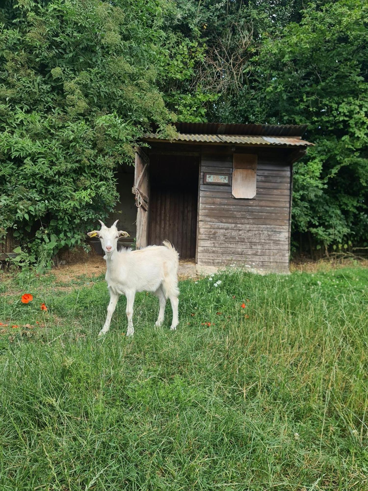 Willa Chambre A La Ferme, Les Vergers Du Muscardin Breel Zewnętrze zdjęcie